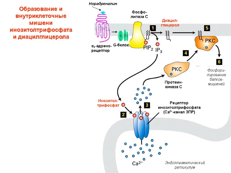 α1-адрено-рецептор G-белок Фосфо-липаза С Инозитол-трифосфат Диацил-глицерол Протеин-киназа С Фосфори-лирование белков-мишеней Эндоплазматический ретикулум Рецептор инозитолтрифосфата